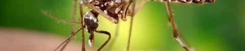 Aedes aegypti mosquito: a vector for the transmission of Zika virus Aedes aegypti mosquito: a vector for the transmission of Zika virus