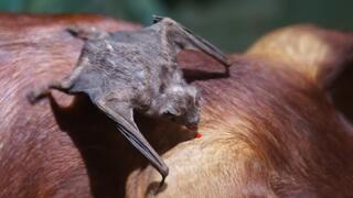 A vampire bat sits with its wings spread behind a cow's ear, drinking a drop of blood.