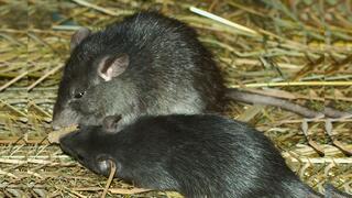 House rats (Rattus rattus) Two house rats with black fur on straw