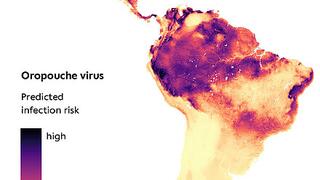 Geographical distribution of the risk of infection with the Oropouche virus Map of South America with areas coloured according to the risk of infection with Oropouche virus.