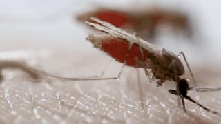 A mosquito feeding on blood Blood-sucking mosquito whose proboscis has pierced the skin, with a red-coloured abdomen.