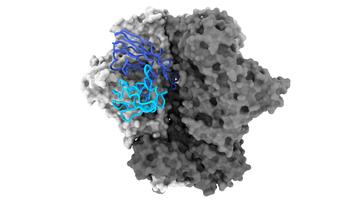 Bindung des Antikörpers 04_A06 an das HIV-1 Oberflächenprotein. Strukturelle Darstellung der Bindung des Antikörpers 04_A06 an das HIV-1 Oberflächenprotein